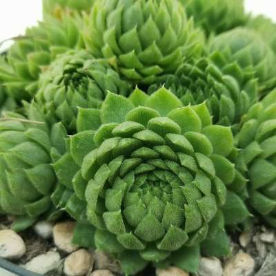 Sempervivum pumilum - Dwarf Houseleek - 5 Seed Pack