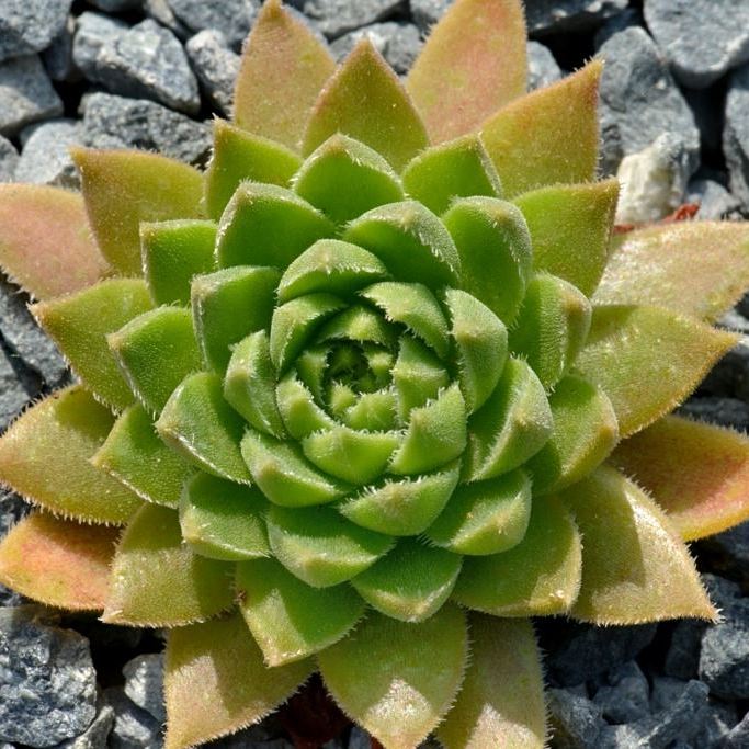 Sempervivum staintonii - Stainton’s Houseleek - 5 Seed Pack