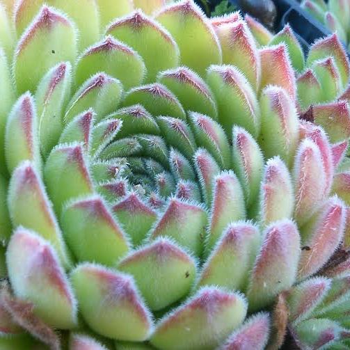 Sempervivum zeleborii - Zelebor’s Houseleek - 5 Seed Pack