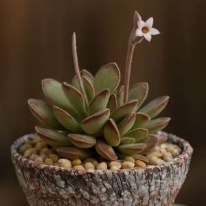 Adromischus cristatus var. cristatus (Cotyledon cristata) - Crinkle-leaf Plant - 10 Seed Pack