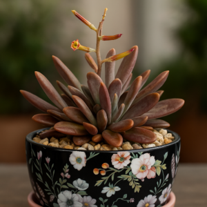 Adromischus liebenbergii subsp. liebenbergii - 5 Seed Pack