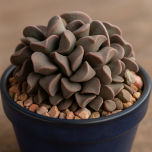 Adromischus marianiae var. marianiae (Cotyledon marianiae) - 5 Seed Pack