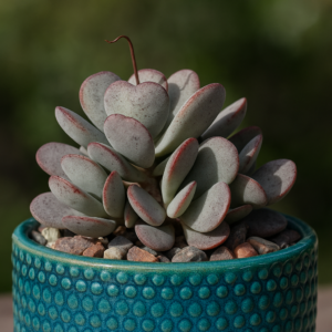 Adromischus roaneanus - 5 Seed Pack