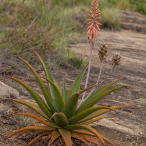 Aloe bukobana - 5 Seed Pack