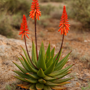 Aloe bussei - 5 Seed Pack