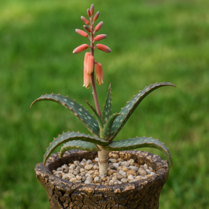 Aloe catengiana - Catengue Aloe; Catengue-aalwyn - 5 Seed Pack