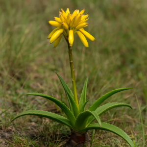Aloe craibii - 5 Seed Pack