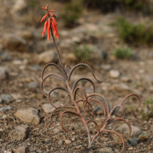 Aloe darainensis - 5 Seed Pack