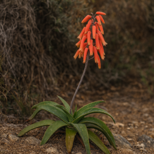 Aloe ghibensis - Ghib Aloe - 5 Seed Pack
