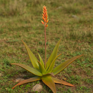 Aloe haggeherensis - Hagghier Aloe - 5 Seed Pack