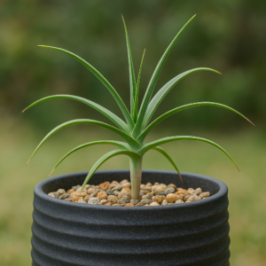 Aloe kulalensis - Kulal Aloe, Mount Kulal Aloe - 5 Seed Pack