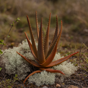 Aloe leandrii - Leandri’s Aloe - 5 Seed Pack