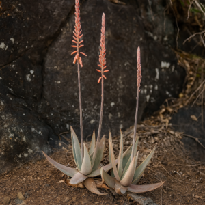 Aloe metallica - Metallic Aloe - 5 Seed Pack