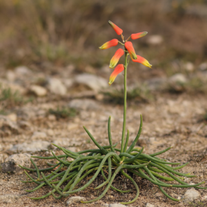 Aloe millotii - 5 Seed Pack