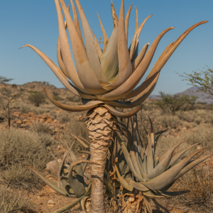 Aloe miskatana - Miskat Aloe - 5 Seed Pack