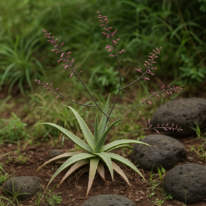 Aloe ngutwaensis - 5 Seed Pack