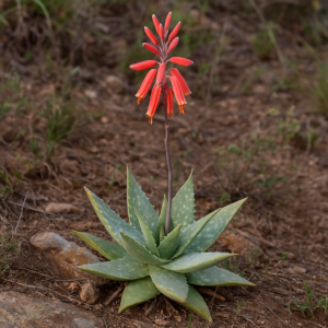 Aloe omavandae - Omavanda Aloe; Omavanda-aalwyn - 5 Seed Pack