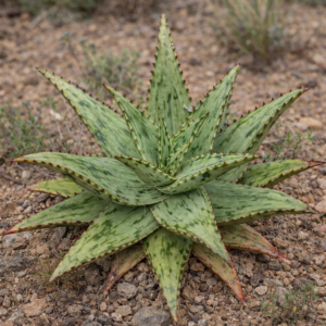 Aloe peckii - 5 Seed Pack
