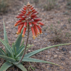Aloe penduliflora ‘Red Flowering Form’ - Taita Aloe - 5 Seed Pack