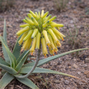 Aloe penduliflora ‘Yellow Flowering Form’ - Pendulous-flowered Aloe - 5 Seed Pack
