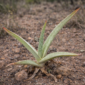 Aloe perdita - 5 Seed Pack