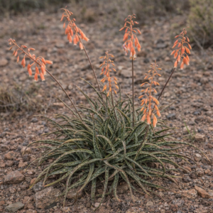 Aloe perrieri - Perrier’s Aloe - 5 Seed Pack