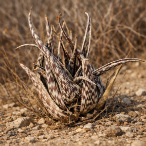 Aloe pirottae - 5 Seed Pack