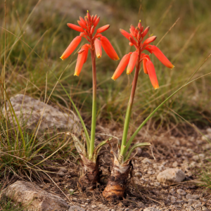 Aloe plowesii - 5 Seed Pack