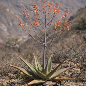 Aloe praetermissa - 5 Seed Pack