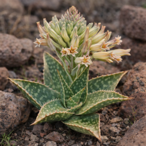 Aloe prinslooi - 5 Seed Pack