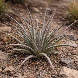 Aloe pronkii - 5 Seed Pack