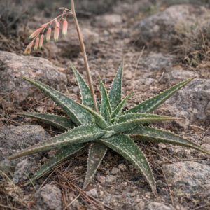Aloe pseudoparvula - 5 Seed Pack