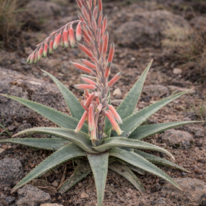 Aloe pubescens - Pubescent Aloe, Hairy-flowered Aloe - 5 Seed Pack