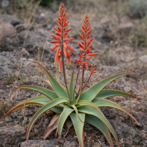 Aloe pulcherrima - 5 Seed Pack
