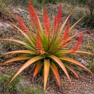Aloe purpurea - Mauritius Aloe, Purple Aloe - 5 Seed Pack