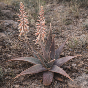 Aloe pustuligemma - 5 Seed Pack