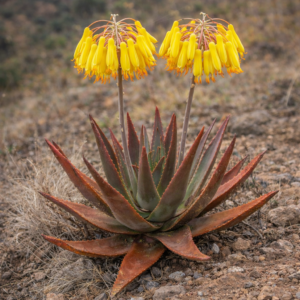 Aloe rapanarivoi - 5 Seed Pack