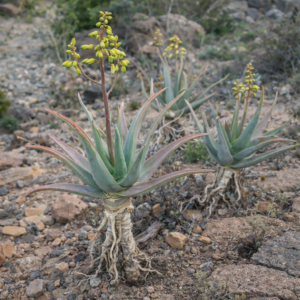 Aloe retrospiciens - 5 Seed Pack
