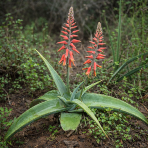 Aloe rivae - 5 Seed Pack