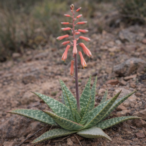 Aloe rubrodonta - 5 Seed Pack