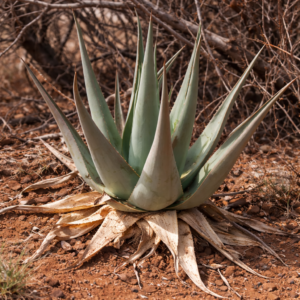Aloe ruspoliana - Somali Aloe - 5 Seed Pack