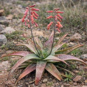 Aloe scabrifolia - 5 Seed Pack