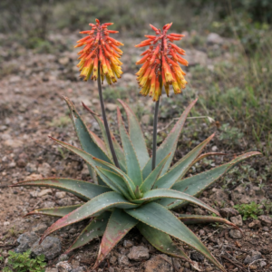 Aloe schelpei - Shelpe's Aloe - 5 Seed Pack
