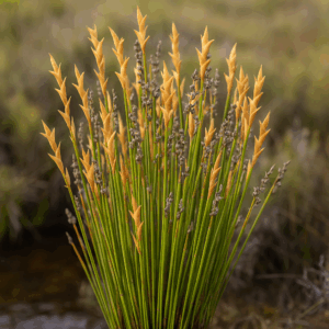 Elegia asperiflora (Restio asperiflorus) - Rough Goldreed - 10 Seed Pack