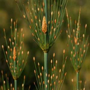 Elegia capensis - (Elegia verticillaris) - Broom Reed; Besemriet - 10 Seed Pack