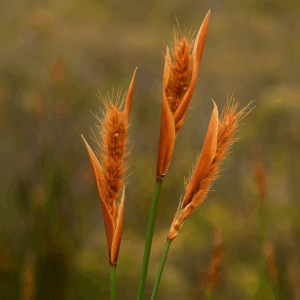 Elegia cuspidata - Furball Goldreed; Blombiesie - 10 Seed Pack