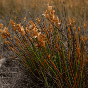 Elegia esterhuyseniae (Elegia esterhuyseniae dispar) - 10 Seed Pack