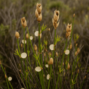 Elegia extensa - 10 Seed Pack