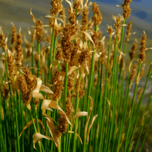 Elegia fastigiata - 10 Seed Pack