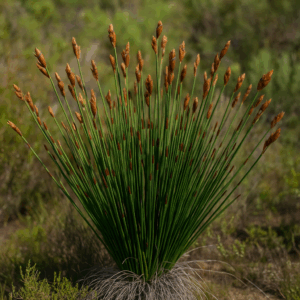 Elegia fenestrata - Stream Golden-reed - 10 Seed Pack
